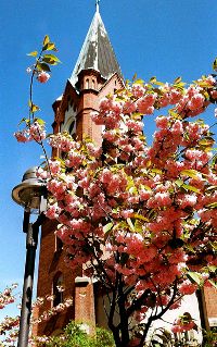 Baumblüte in Werder (Havel)